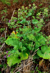 Arctium lappa