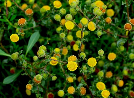 Cotula coronopifolia