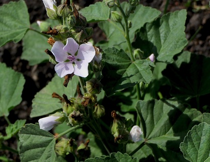 Althaea officinalis
