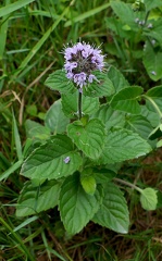 Mentha aquatica