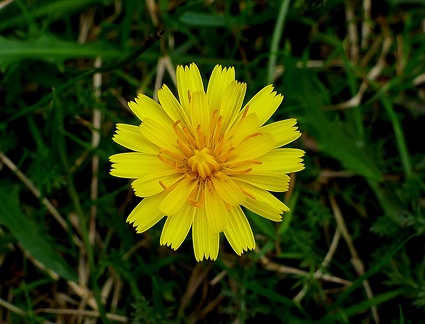 Hieracium cerdanum