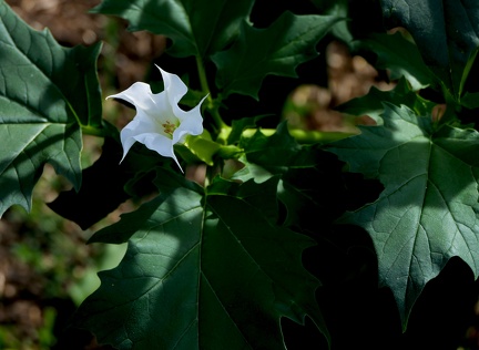 Datura stramonium