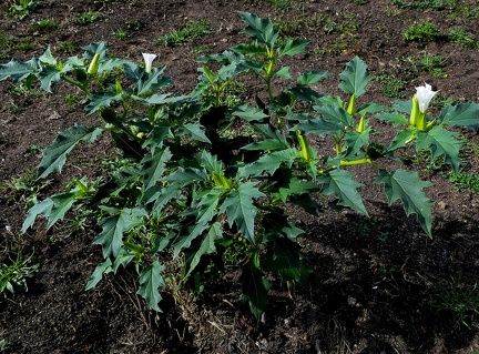 Datura stramonium