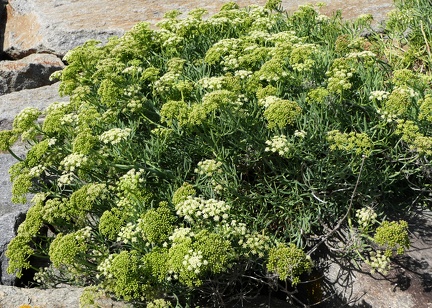 Crithmum maritinum