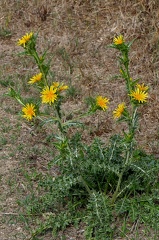 Scolymus hispanicus