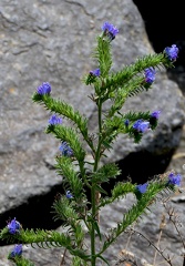 Echium vulgare-3