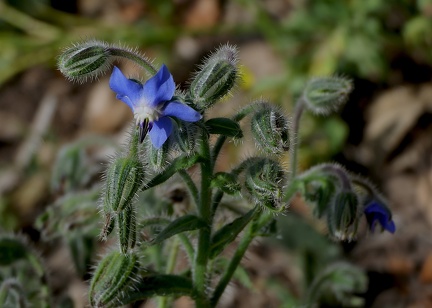 Borago officinalis