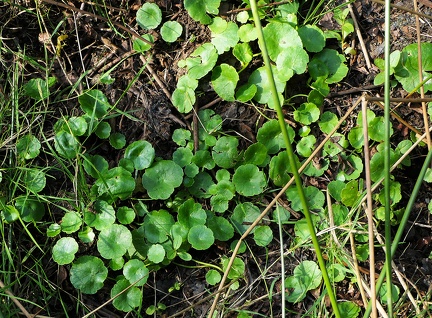 Hydrocotyle vulgaris