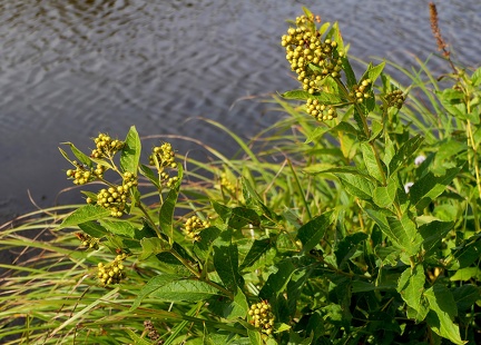 Lysimachia vulgaris