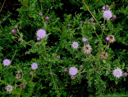 Cirsium arvense 