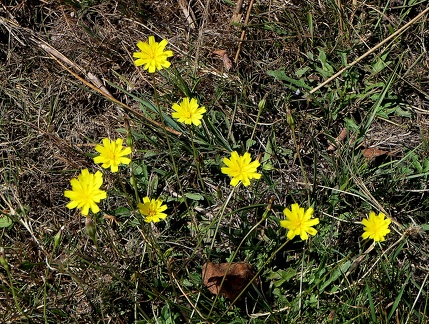 Hieracium cerdanum