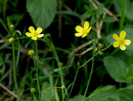 Ranunculus flammula