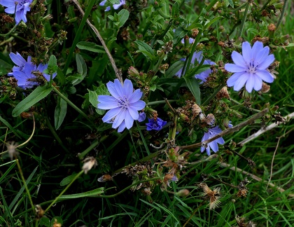 Cichorium intybus