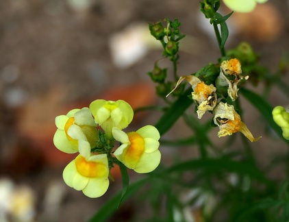Linaria vulgaris