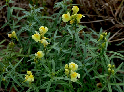 Linaria vulgaris