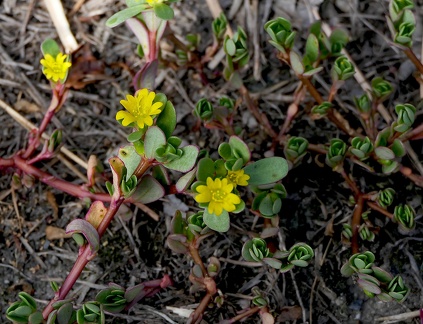 Portulaca olearacea