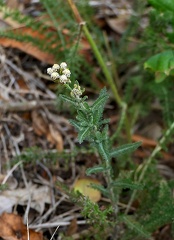 Achillea setacea