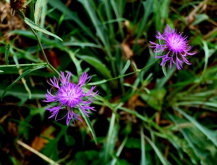 Centaurea jacea