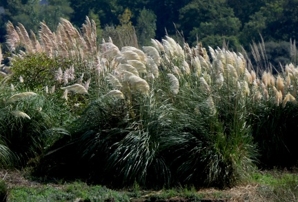 Cortaderia selloana