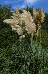 Cortaderia selloana