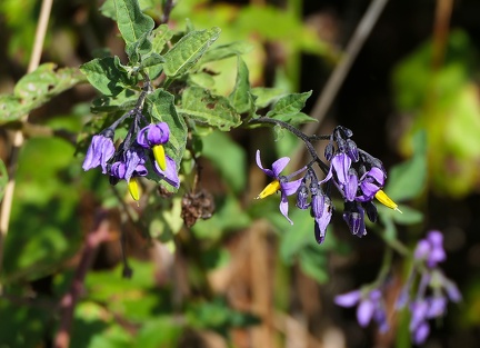Solanum dulcamara