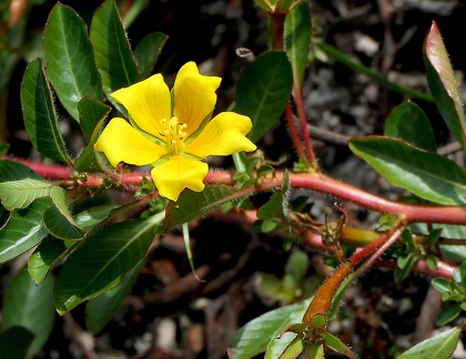 Ludwigia peploides