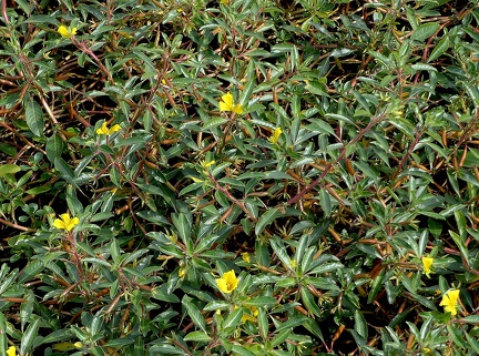 Ludwigia peploides