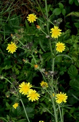 Picris hieracioides