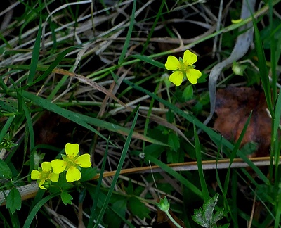 Potentilla erecta
