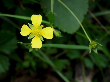 Potentilla erecta