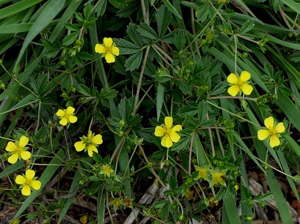 Potentilla erecta