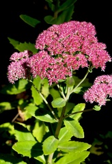 Hylotelephium telephium 