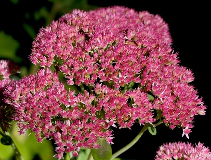 Hylotelephium telephium