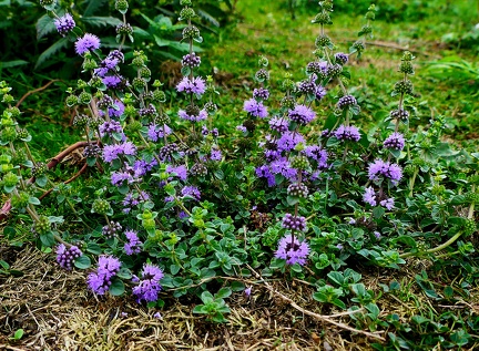 Mentha pulegium