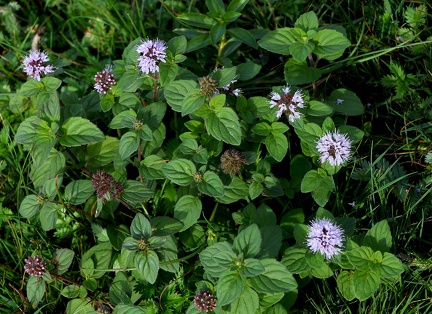 Mentha aquatica