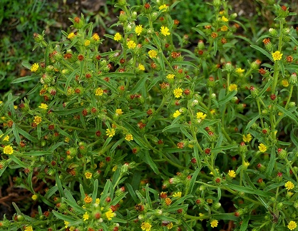 Dittrichia graveolens