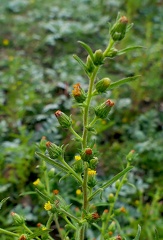 Dittrichia graveolens