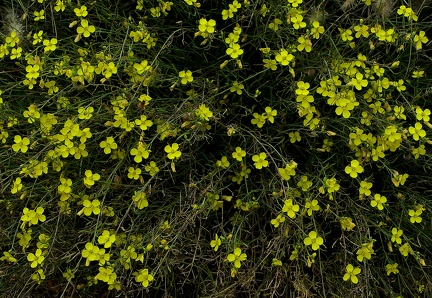 Diplotaxis tenuifolia 
