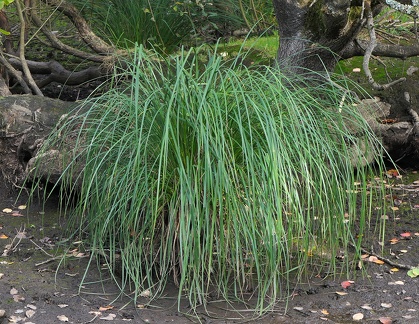 Carex paniculata