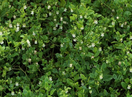 Salpichroa origanifolia