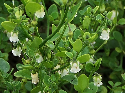 Salpichroa origanifolia