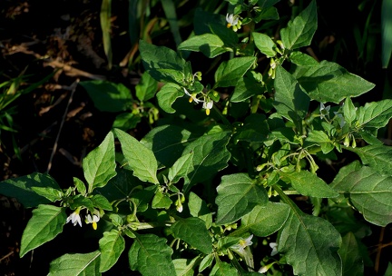 Solanum nigrum