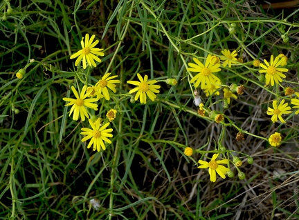 Senecio inaequidens
