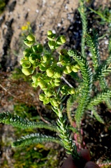 Euphorbia paralias