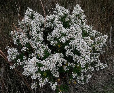 Baccharis halimifolia