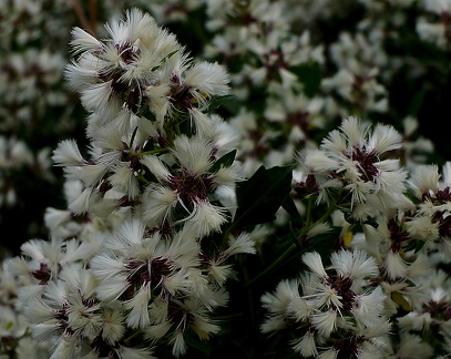 Baccharis halimifolia-1