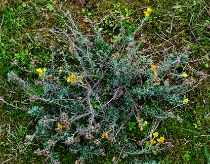 Helichrysum stoechas