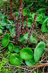 Umbilicus rupestris-3