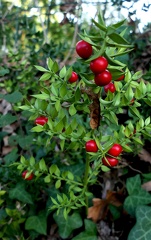 Ruscus aculeatus