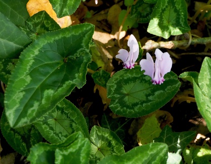 Cyclamen hederifolium